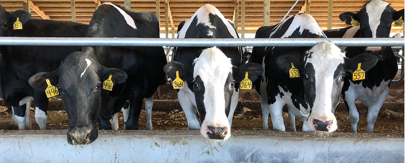 Looking dairy farm for buy