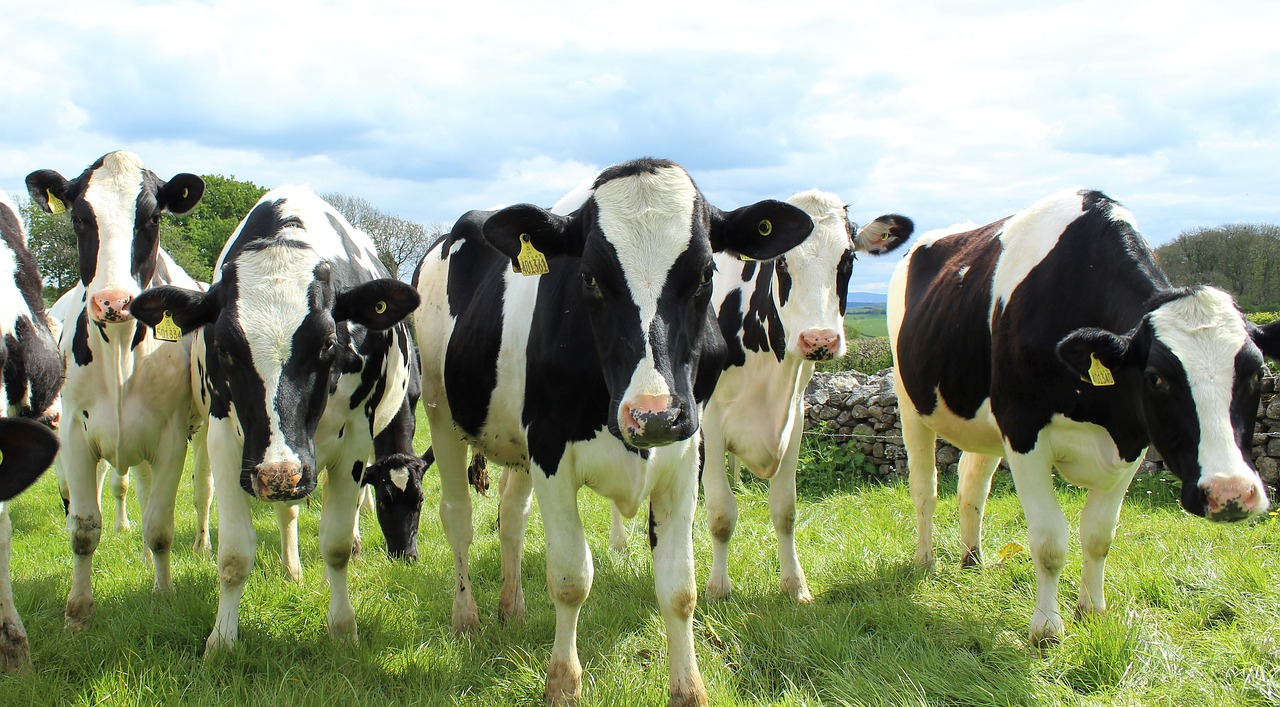 Dairy farm for rent