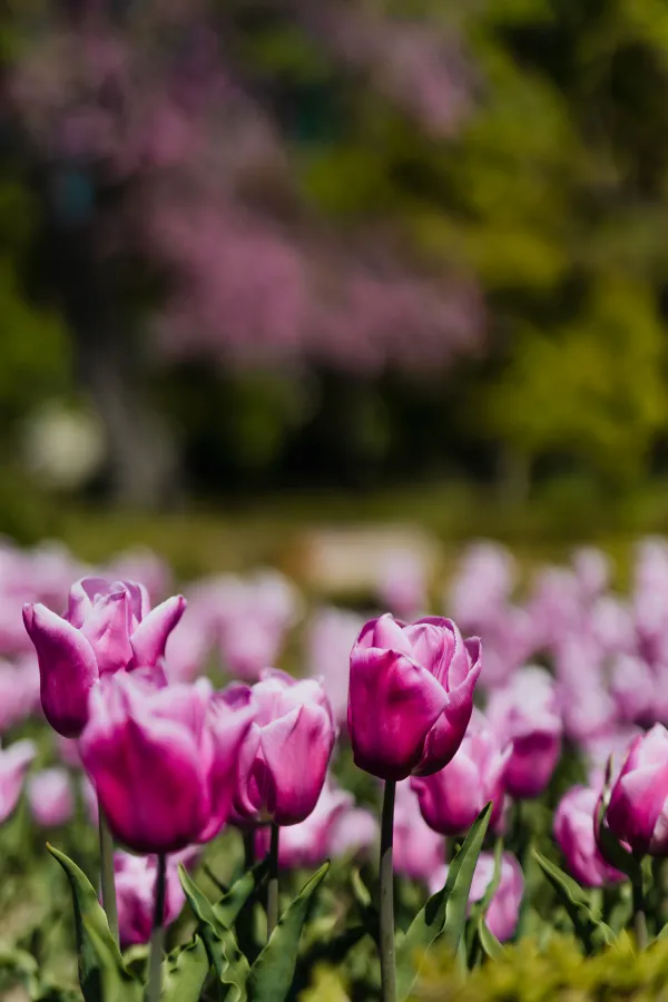 Beautiful Violet Garden Filled with Fresh Tulips in Spring Bloom